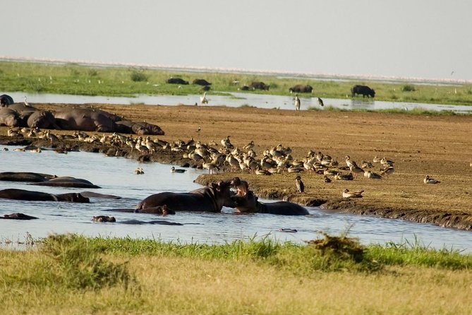 Tanzania 4 Days 3 Nights Budget camping safari to Serengeti and Ngorongoro - What the $740 price really buys