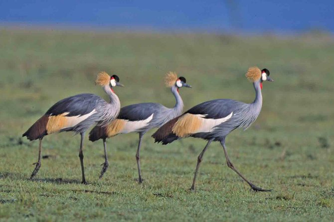 Tanzania 4 Days 3 Nights Budget camping safari to Serengeti and Ngorongoro - Day 1: Arusha to Serengeti and the first afternoon game drive
