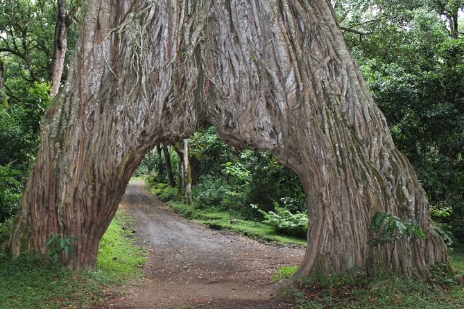 Tanzania - Arusha NP - Private Guided 4x4 Safari - Game Drive & Walking - Forest roads and black-and-white colobus monkeys