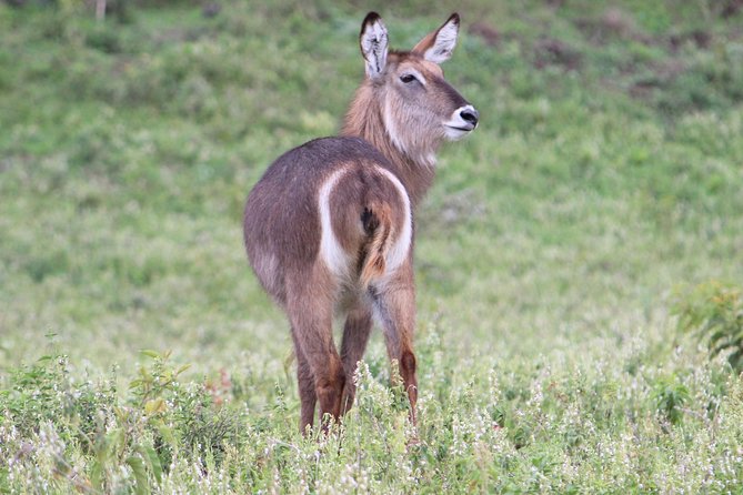Tanzania - Arusha NP - Private Guided 4x4 Safari - Game Drive & Walking - Leaving the vehicle for a guided walking safari