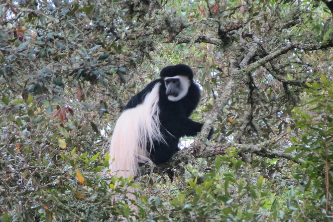 Tanzania - Arusha NP - Private Guided 4x4 Safari - Game Drive & Walking - Picnic lunch, water, and what the price covers