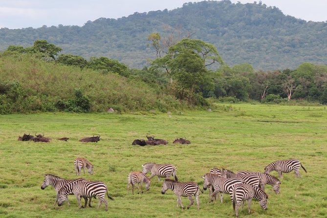 Tanzania - Arusha NP - Private Guided 4x4 Safari - Game Drive & Walking - What the company’s service style may mean for you