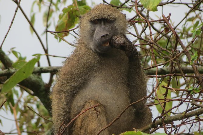 Tanzania - Arusha NP - Private Guided 4x4 Safari - Game Drive & Walking - Ngurdoto Crater and the search for buffalo