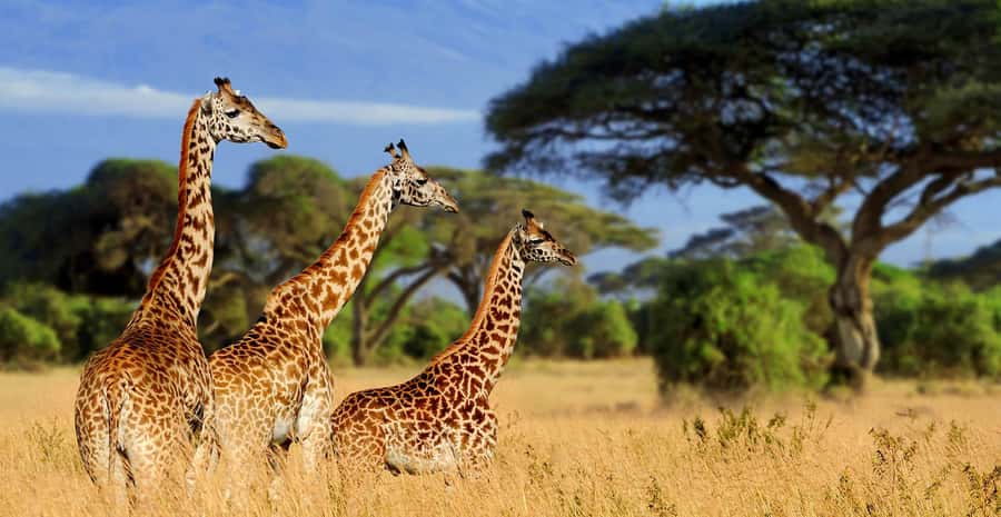 Tanzania: Big 5 Tour - Key points to know before booking