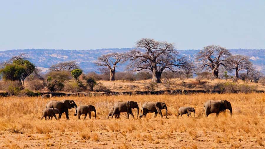 Tanzania: Big 5 Tour - Day two: Ngorongoro and the Big 5 goal
