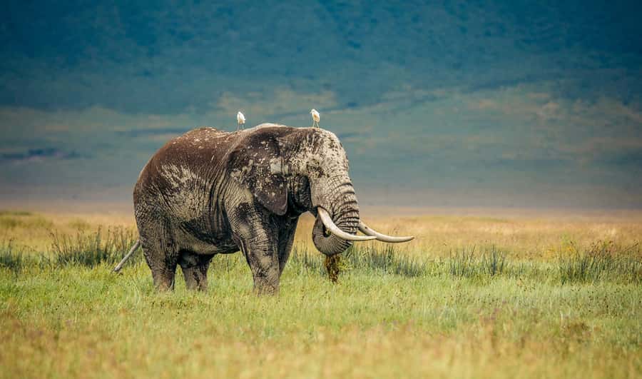 Tanzania: Big 5 Tour - Bush lunches and full-board meals