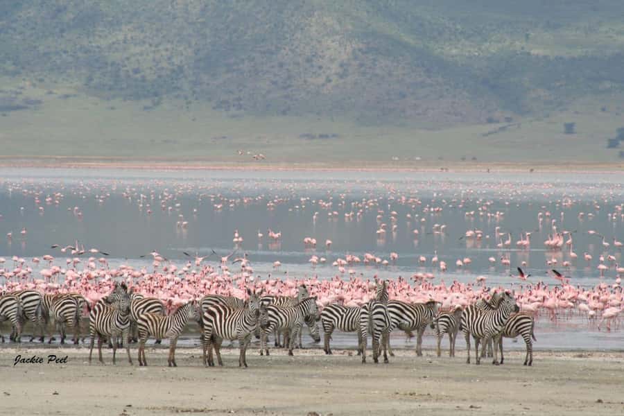 Tanzania: Big 5 Tour - The $543 price: good value, with a few questions