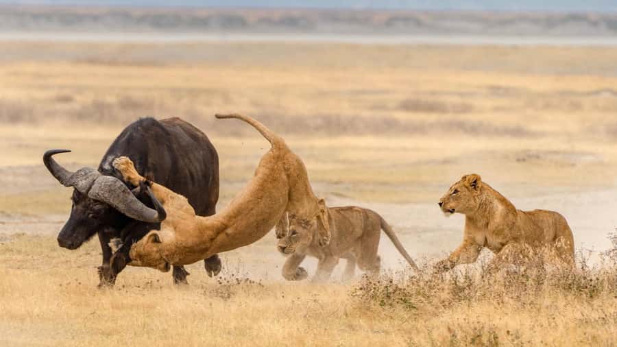 Tanzania: Big 5 Tour - Should you book this two-day Big 5 tour?