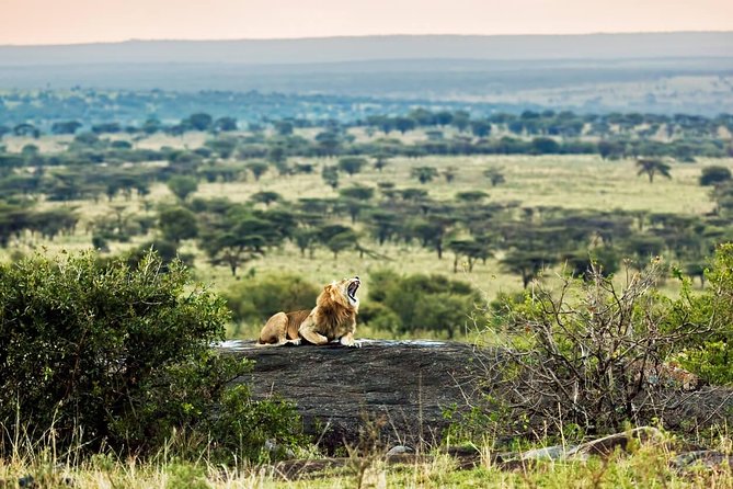 Tanzania Classic - 7 Days - Day 5: One last Serengeti morning, then Ngorongoro