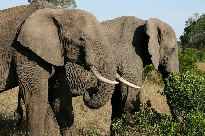 Tanzania Classic Safari 3 Days / 2 Nights - What the vehicle and group size mean