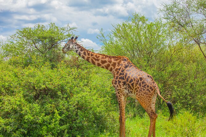 Tanzania Classic Safari 3 Days / 2 Nights - Day 1: Elephants and big herds in Tarangire