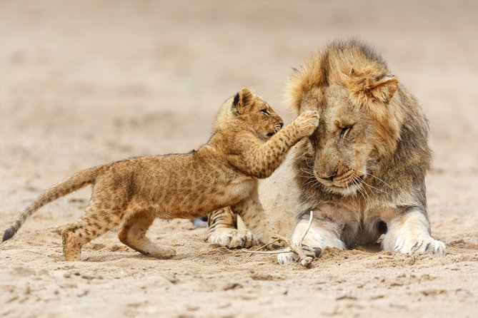 Tanzania Classic Safari - 7 Days - Day 1: A gentle start in Arusha