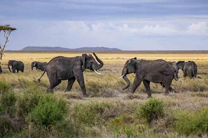 Tanzania Classic Safari - 7 Days - Days 3 and 4: Chasing wildlife across the Serengeti