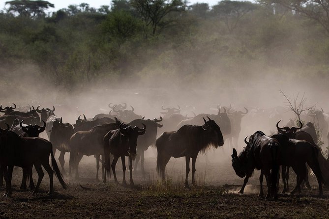 Tanzania Classic Safari - 7 Days - Day 5: Into the Ngorongoro Crater