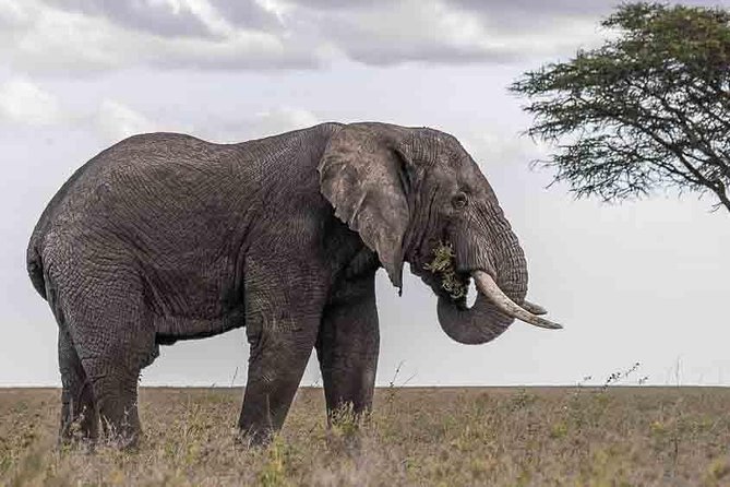Tanzania Classic Safari - 7 Days - Food, lodging, and the pace of the days