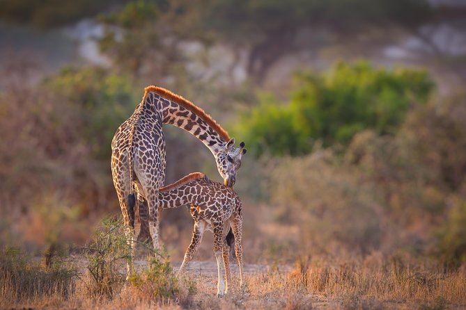 Tanzania Enticing Explorations - 6 Days - The route at a glance: four famous wildlife areas