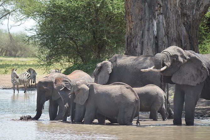 Tanzania Experience Safari and Tours - Why this northern Tanzania route works