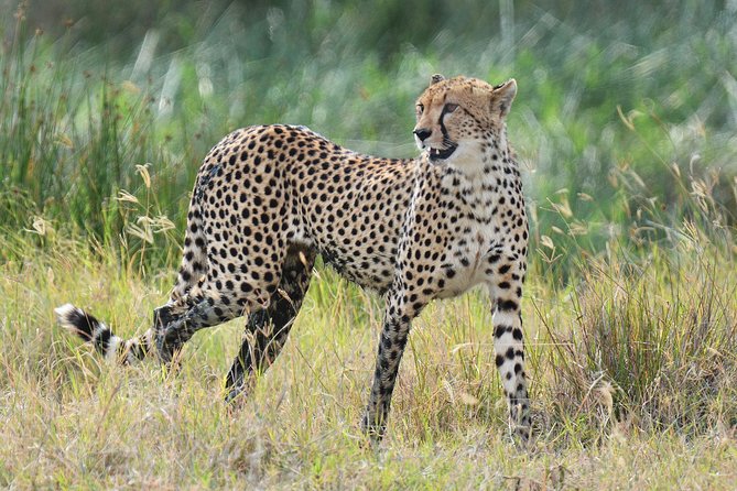 Tanzania Experience Safari and Tours - Day two: Olduvai Gorge on the way to Serengeti