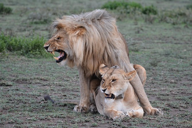 Tanzania Experience Safari and Tours - Day three: A full day across the Serengeti