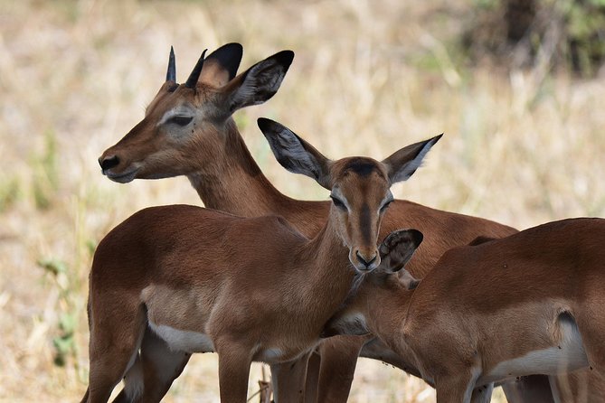 Tanzania Experience Safari and Tours - Day five: Early wildlife inside Ngorongoro Crater