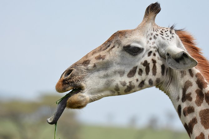Tanzania Experience Safari and Tours - Day one: Tarangire’s elephants and ancient baobabs