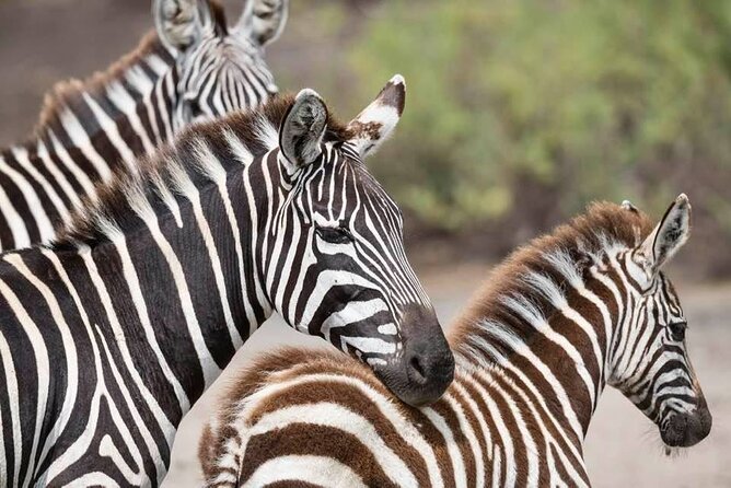 Tanzania Luxury Safari - Day 4: A full Serengeti game drive