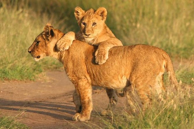 Tanzania Safari 10 Days- Serengeti, Lake Manyara, Ngorongoro Crater. - Day 1: Tarangire’s baobabs and elephant herds