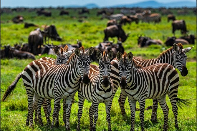 Tanzania Safari and Kilimanjaro Climb Multi-Day Experience - Day 1: A Gentle Start in Arusha