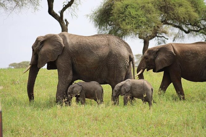 Tanzania Safari and Kilimanjaro Climb Multi-Day Experience - Day 5: Elephants and Baobabs in Tarangire
