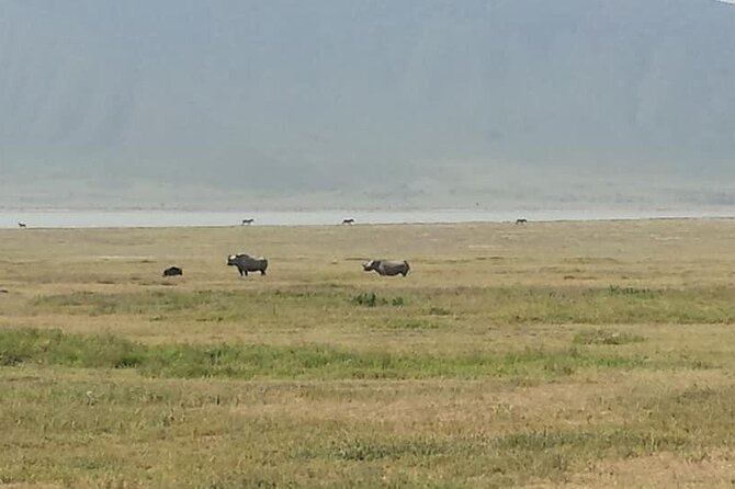 Tanzania Safari and Kilimanjaro Climb Multi-Day Experience - Day 6: Back to Arusha and a Needed Pause