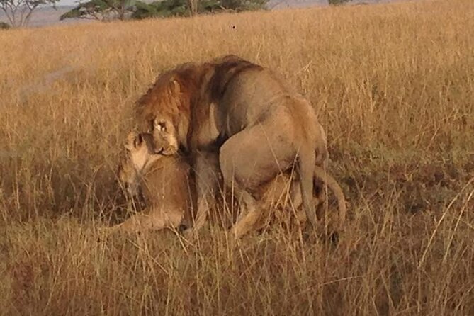 Tanzania Safari and Kilimanjaro Climb Multi-Day Experience - Days 11 Through 13: The Hardest Part and Final Trek Day