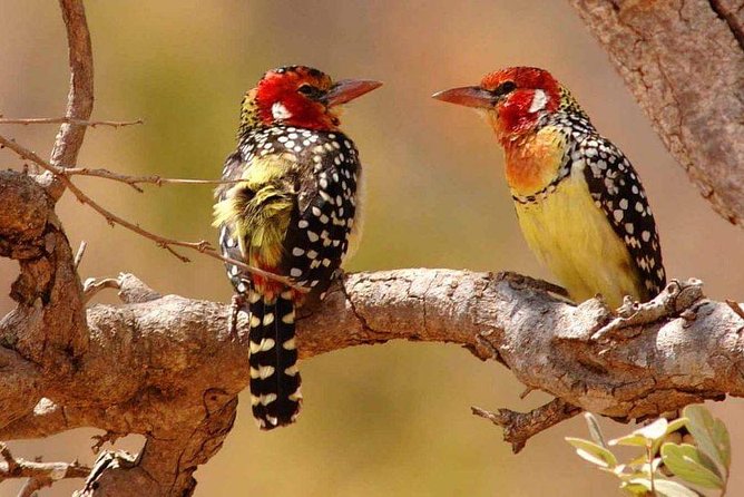 Tanzania Safari Join Group - A strong Northern Circuit route for $1,538.47