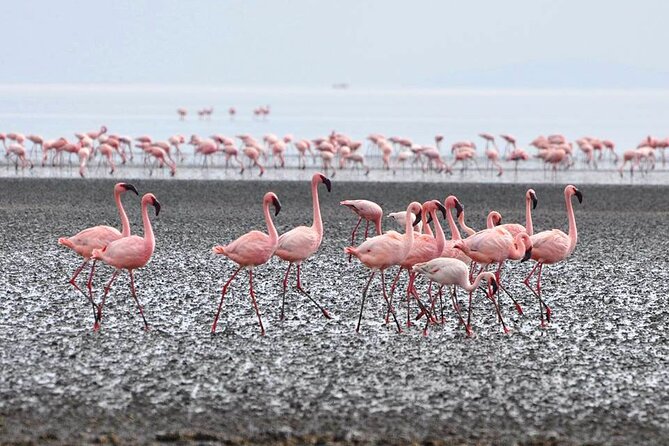 Tanzania Safari - The Great Migration in the North of the Serengeti and Lake Natron - Day 5: Leaving the Serengeti for Lake Natron