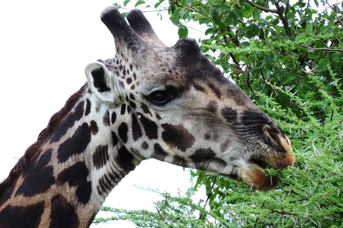 Tanzania Safari - The Great Migration in the North of the Serengeti and Lake Natron - Day 6: A lunar walk and Tarangire’s elephants