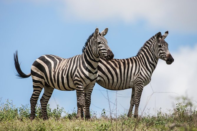 Tanzania Safari - The Great Migration in the North of the Serengeti and Lake Natron - Day 7: A full Tarangire game drive