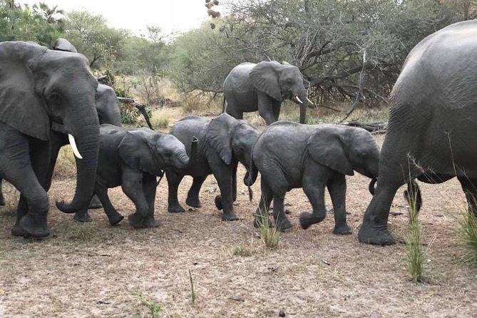 Tanzania safari with guide in Italian, the great Migration of the Serengeti - Days 4 and 5: Serengeti, Seronera, and the Mara River
