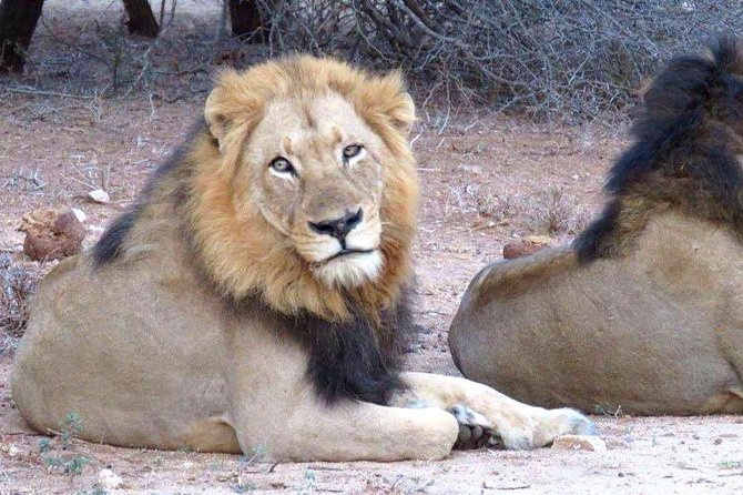 Tanzania safari with guide in Italian, the great Migration of the Serengeti - The Italian guide can shape the whole trip