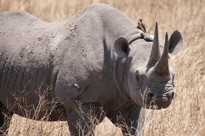 Tanzania safari with guide in Italian, the great Migration of the Serengeti - Day 2: Lake Manyara’s compact wildlife mix