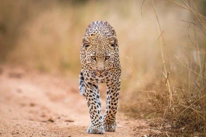 Tanzania Simba Safari - 5 Days - Day 5: Into Ngorongoro Crater before your flight home