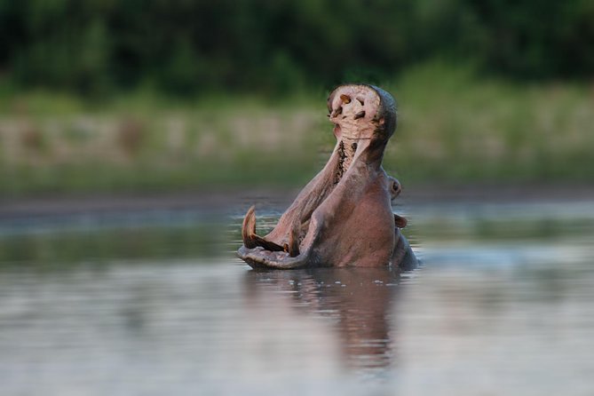 Tanzania Simba Safari - 5 Days - The guide can make or break the safari