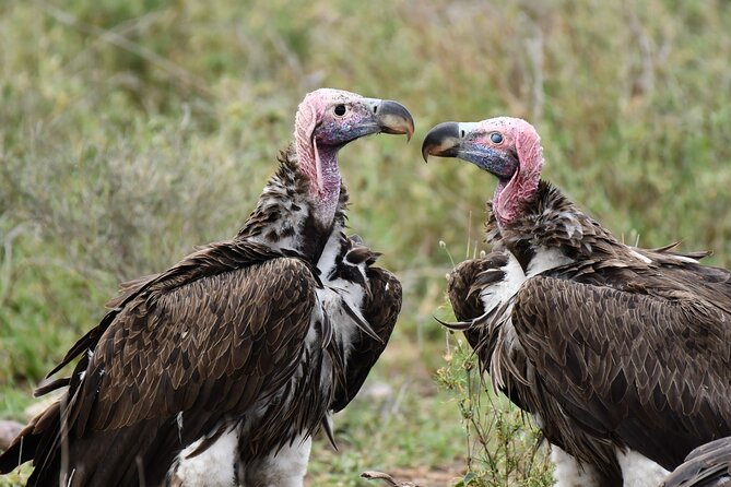 Tanzania Wildlife Cultural Safari from Arusha. - Days 7 and 8: Two full days in the Serengeti
