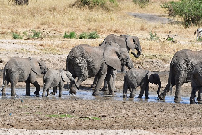 Tanzania Wildlife Cultural Safari from Arusha. - Day 2: Mount Meru and Arusha National Park