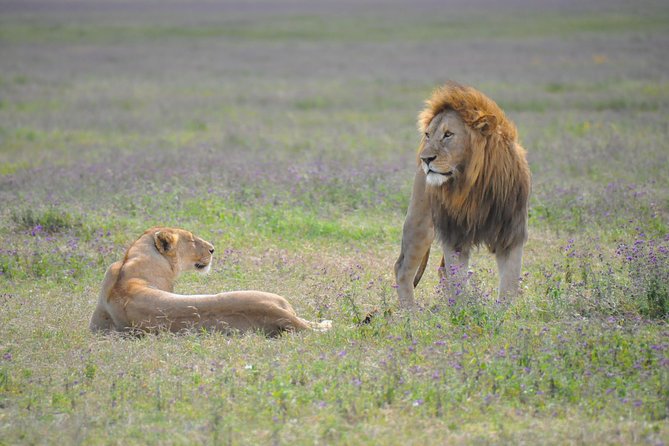Tanzania Wildlife Encounters - 6 Days - What the Private 4x4 Adds