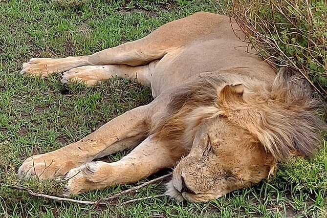 Tanzania Wildlife Safari Budget Camping - Day 3: Olduvai Gorge and the first Serengeti game drive