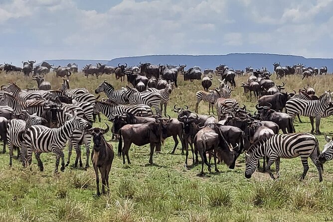 Tanzania Wildlife Safari Budget Camping - Day 2: Birdlife, floodplain, and forest at Lake Manyara