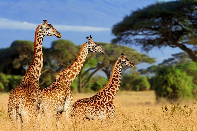 Tarangire Budget Full Day Tour from Arusha - What the $330 price includes