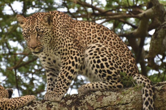 Tarangire National Park Day Trip - Who should book this Tarangire day trip?