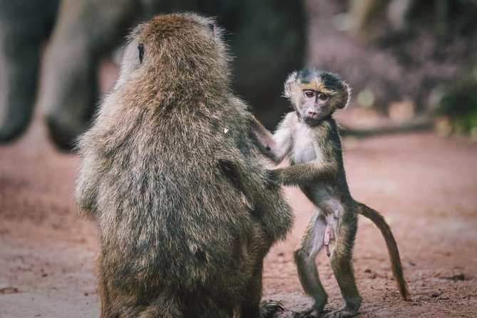 Tarangire National Park: Guided Day Tour from Arusha - Leaving Arusha at 6:00 am