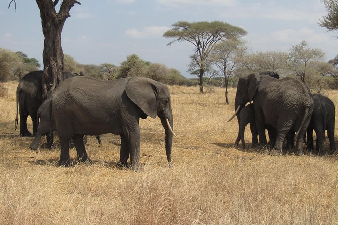 Tarangire National Park: Guided Day Tour from Arusha - Picnic lunch in the middle of the park