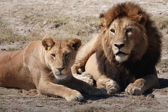Tarangire National Park: Guided Day Tour from Arusha - Is $220 a fair price?